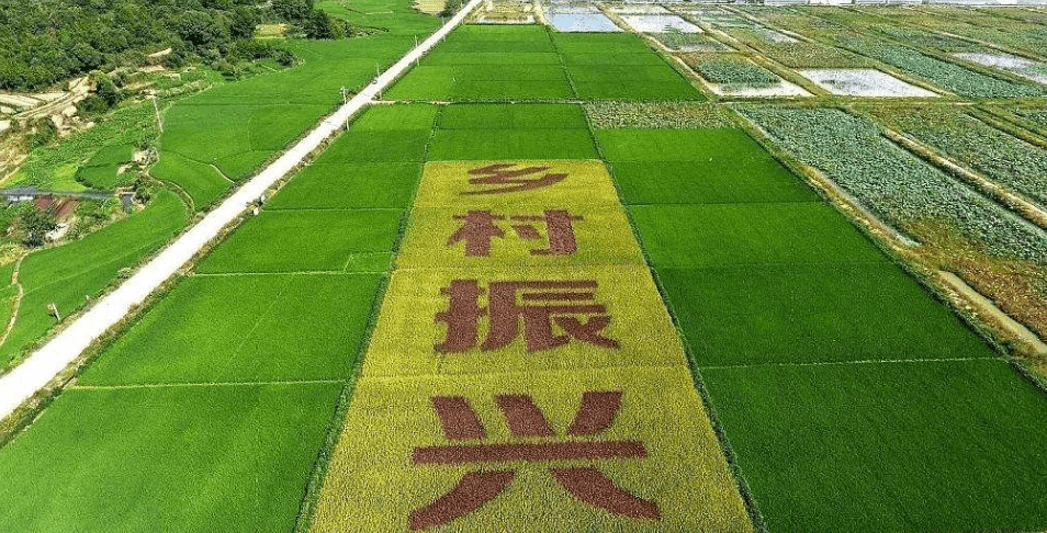 人民日報“鄉(xiāng)村振興計劃”為何看上他？_直播_行業(yè)_農產品